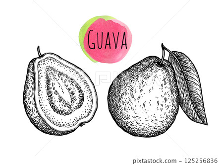 Guava with leaf and half ink sketch 125256836