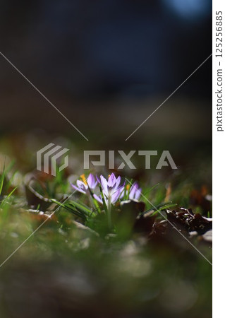 A small purple flower is in the foreground of a grassy field 125256885