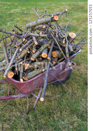 A bunch of dry branches are stacked in a wheelbarrow. Country, village life A bunch of dry branches are stacked in a wheelbarrow. Country, village life 125257055