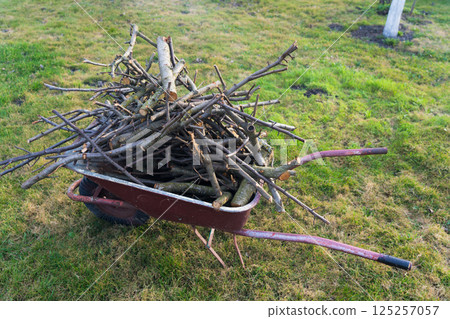 A bunch of branches are stacked in a wheelbarrow. Country life A bunch of branches are stacked in a wheelbarrow. Country life 125257057