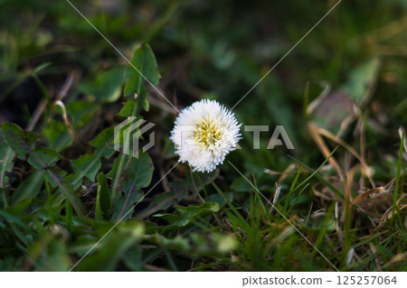 Perennial daisy in thick spring grass 125257064