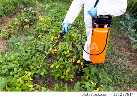 Herbicide spraying. Non-organic vegetables. Herbicide spraying. Non-organic vegetables. 125257614