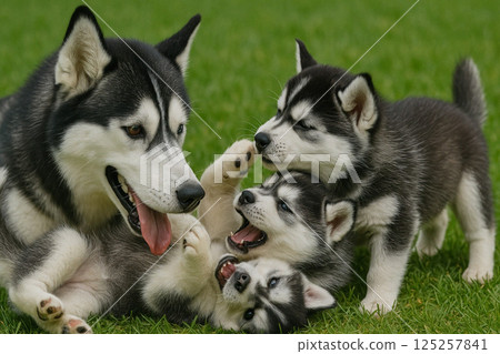 Siberian husky parents and puppies 125257841