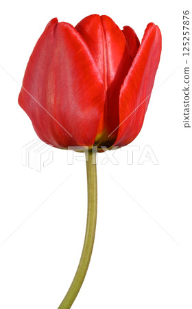 Red tulip flower with smooth petals and a green stem, isolated background. The flower is in partial bloom Red tulip flower with smooth petals and a green stem, isolated background. The flower is in partial bloom 125257876