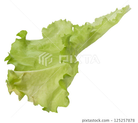 Green lettuce leaf with ruffled edges, isolated background, close up Green lettuce leaf with ruffled edges, isolated background, close up 125257878