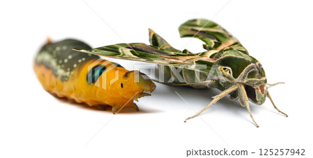 Beautiful green Butterfly and Caterpillar. Oleander Hawk moth on white background 125257942