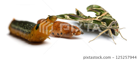Chrysalis. Butterfly, Caterpillar and pupa macro. Oleander Hawk-moth or Daphnis nerii Chrysalis. Butterfly, Caterpillar and pupa macro. Oleander Hawk-moth or Daphnis nerii 125257944