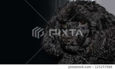 Close-up of a black toy poodle on a dark background. Thoughtful cute pet looks away. Close-up of a black toy poodle on a dark background. Thoughtful cute pet looks away. 125257986
