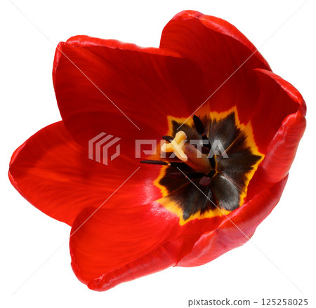 A close up, top down view into the heart of a vibrant red tulip flower, revealing its dark center, yellow anthers, and delicate petals. 125258025