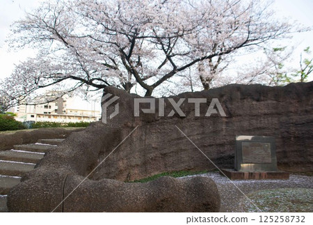 Omori Shell Mound and Cherry Blossoms 125258732