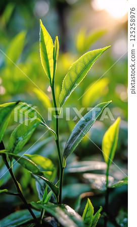 Fresh Green Tea Leaves Illuminated by Morning Sunlight in a Lush Garden Setting AI Generative 125258976