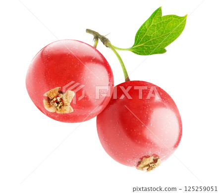 Two berries of red currant on a stem isolated on white 125259051