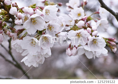 White plum 125259122