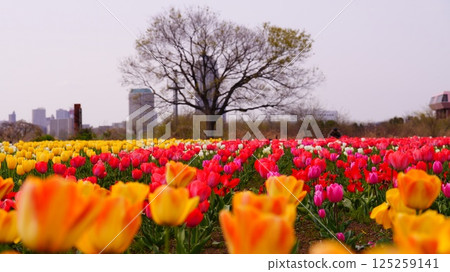 Colorful tulip fields blooming on the riverbed of urban agriculture park Colorful tulip fields blooming on the riverbed of urban agriculture park 125259141