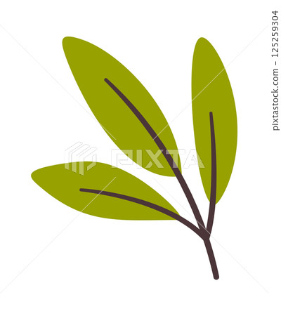 Leaves stem hand drawn element 125259304