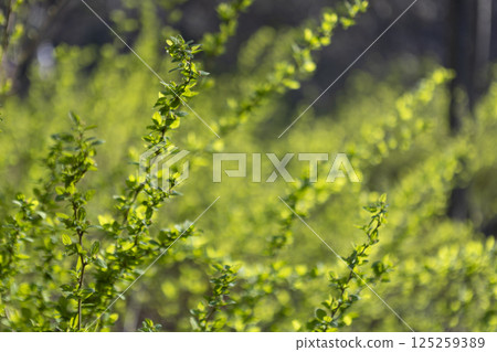 fresh spring greenery, young green leaves in spring 125259389