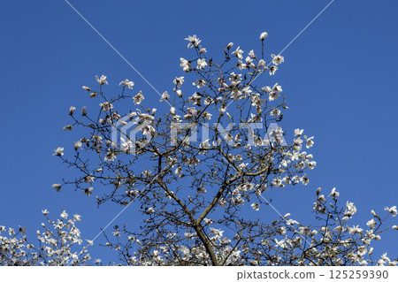 blooming white magnolia flower in the morning sun 125259390