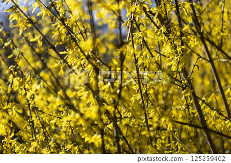 yellow background of flowering forsythia bush yellow background of flowering forsythia bush 125259402