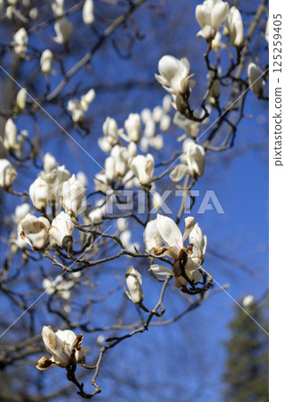 blooming white magnolia flower in the morning sun 125259405