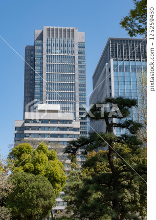 Pine trees and skyscrapers 125259430