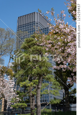 Marunouchi skyscrapers and cherry blossoms in full bloom 125259437
