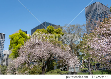 丸之內摩天大樓和盛開的櫻花 125259438