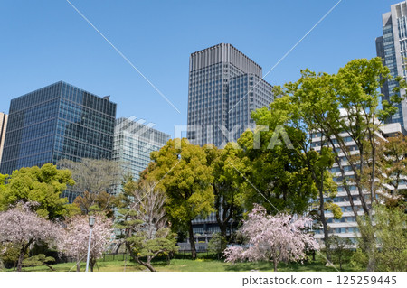 Marunouchi skyscrapers and cherry blossoms in full bloom 125259445