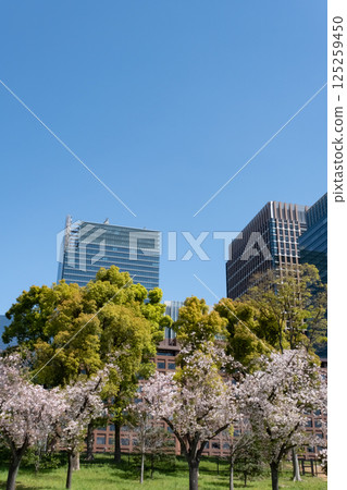 丸之內摩天大樓和盛開的櫻花 丸之內摩天大樓和盛開的櫻花 125259450