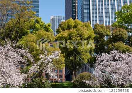 皇居廣場櫻花盛開 125259468