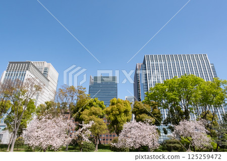 Marunouchi skyscrapers and cherry blossoms in full bloom 125259472