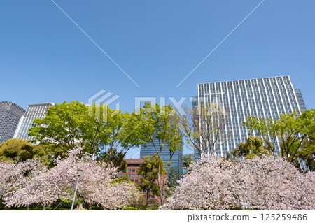 丸之內摩天大樓和盛開的櫻花 125259486