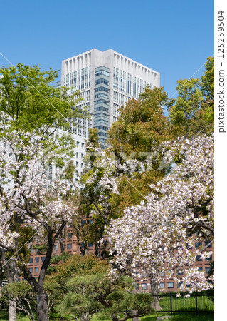 Marunouchi skyscrapers and cherry blossoms in full bloom 125259504