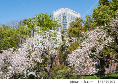 Marunouchi skyscrapers and cherry blossoms in full bloom 125259505