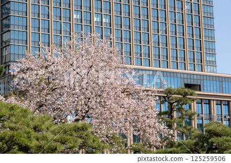 A view of Marunouchi's high-rise buildings, pine trees and cherry blossoms in full bloom 125259506