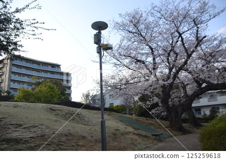 Omori Shell Mound and Cherry Blossoms Omori Shell Mound and Cherry Blossoms 125259618