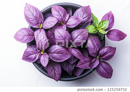 Small potted basil plant with lush purple leaves on a white background. Herb in pot. Top view 125259732