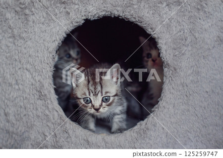 A cute fluffy pet kittens look out of the hole. Funny adorable domestic kittens playing together. A cute fluffy pet kittens look out of the hole. Funny adorable domestic kittens playing together. 125259747