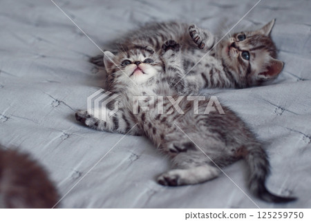 Adorable fluffy light grey domestic fold Scottish kittens playing on grey soft sofa at home. 125259750