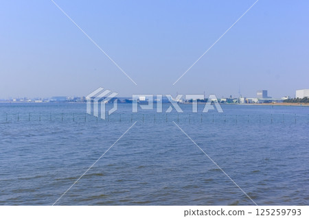 千葉縣船橋市三坂瀨灘塗地區 2025年3月 125259793