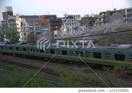 Train and cherry blossoms Train and cherry blossoms 125259805