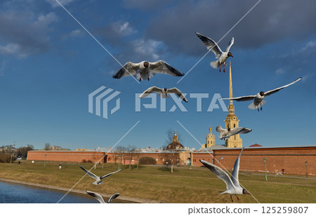 a flock of seagulls against the backdrop of the Peter and Paul Fortress spire at sunset 125259807