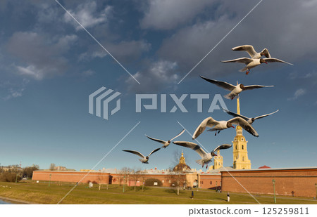 a flock of seagulls against the backdrop of the Peter and Paul Fortress spire at sunset 125259811