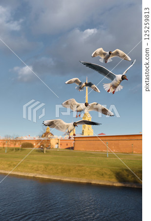 a flock of seagulls against the backdrop of the Peter and Paul Fortress spire at sunset 125259813
