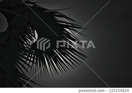 非洲維多利亞瀑布的滿月和棕櫚樹 125259824