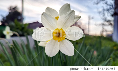 Close up of white yellow narcissus double daffodil flower on sunset background. Spring flowers 125259861