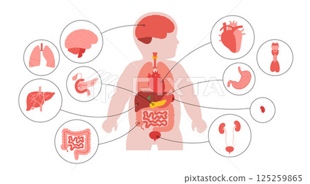 Internal organs of the child Internal organs of the child 125259865