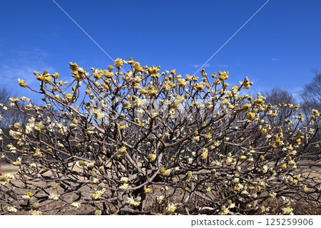 Mitsumata flowers, three-pronged stems, and bark are the raw materials for Japanese paper and banknotes. 125259906
