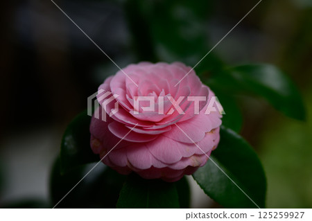 Camellia Camellia 125259927