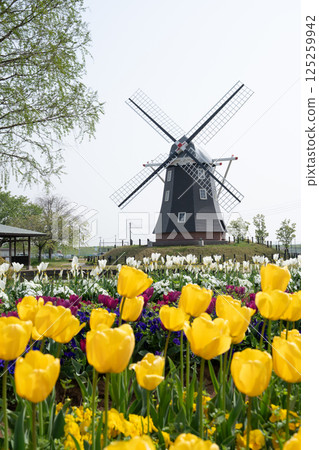 Akebonoyama Agricultural Park (April 2025, Kashiwa City, Chiba Prefecture) 125259942