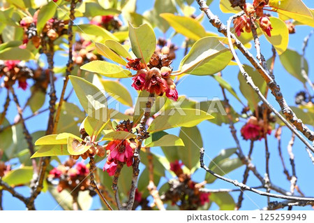Rhododendron flower, Rodrea Rhododendron flower, Rodrea 125259949